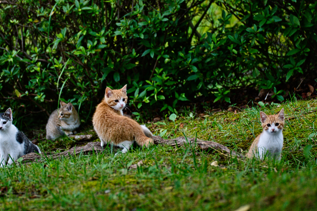 吾輩は猫である、ニャー # 275