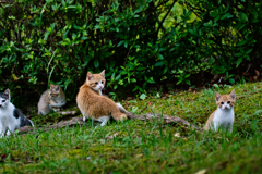 吾輩は猫である、ニャー # 275