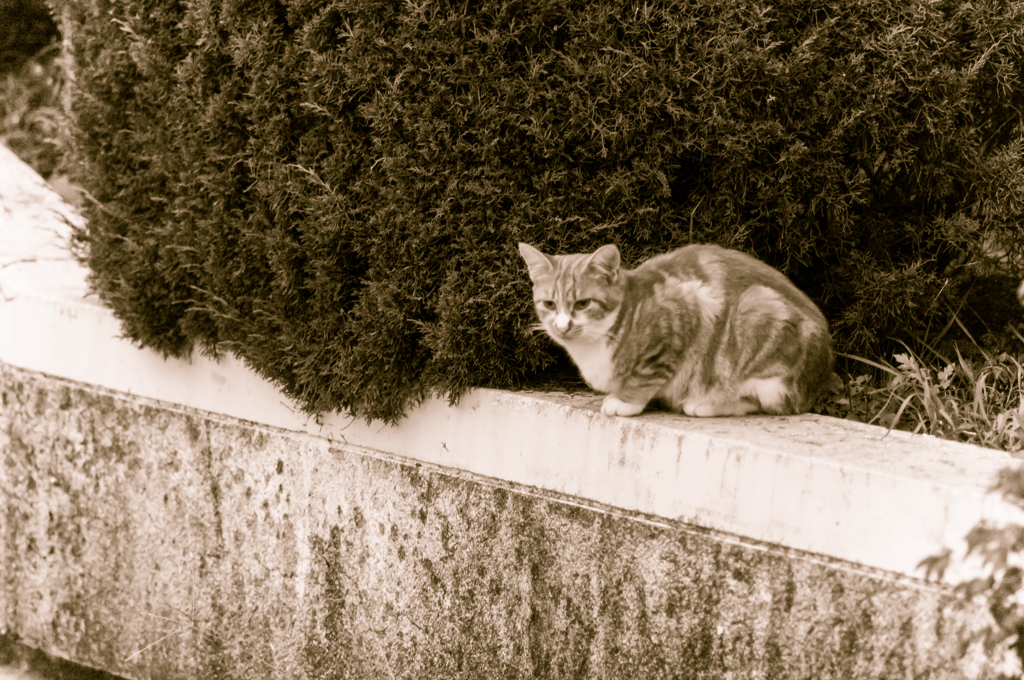 吾輩は猫である、ニャー # 22