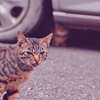 吾輩は猫である、ニャー # 1092