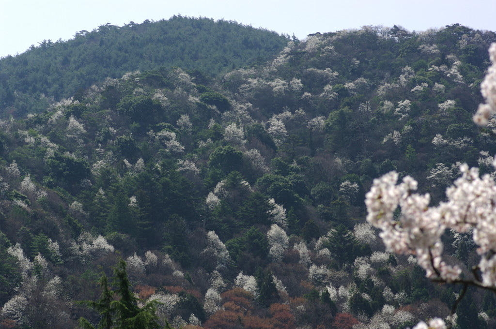 コブシ咲く山