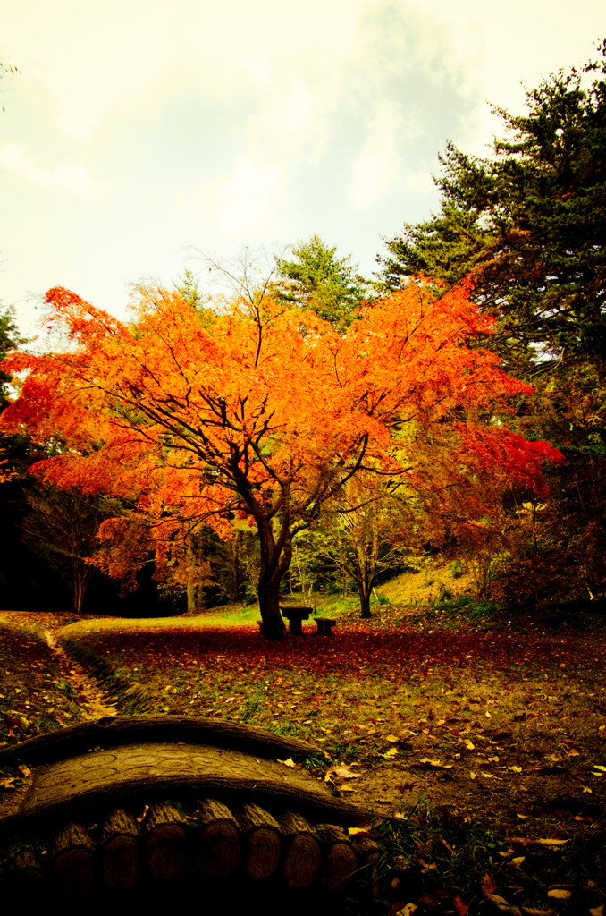 一本紅葉