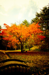 一本紅葉