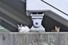 吾輩は猫である、ニャー # 205