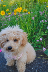 my pretty dog Ⅱ # 34
