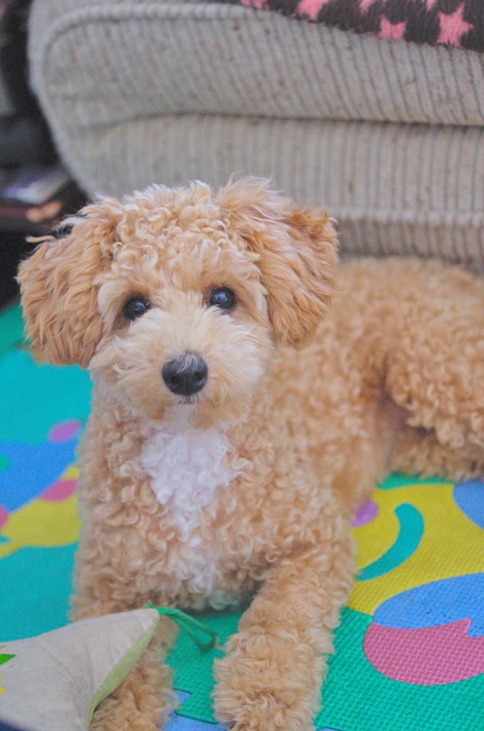 my pretty dog Ⅱ # 61