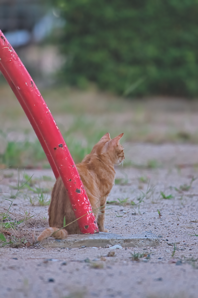 吾輩は猫である、ニャー # 567