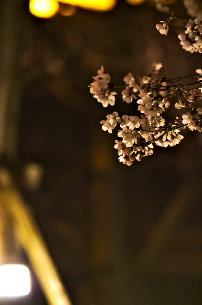 夜桜