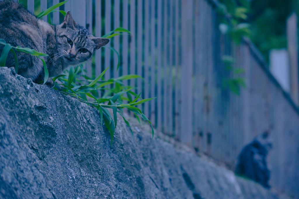吾輩は猫である、ニャー # 1110