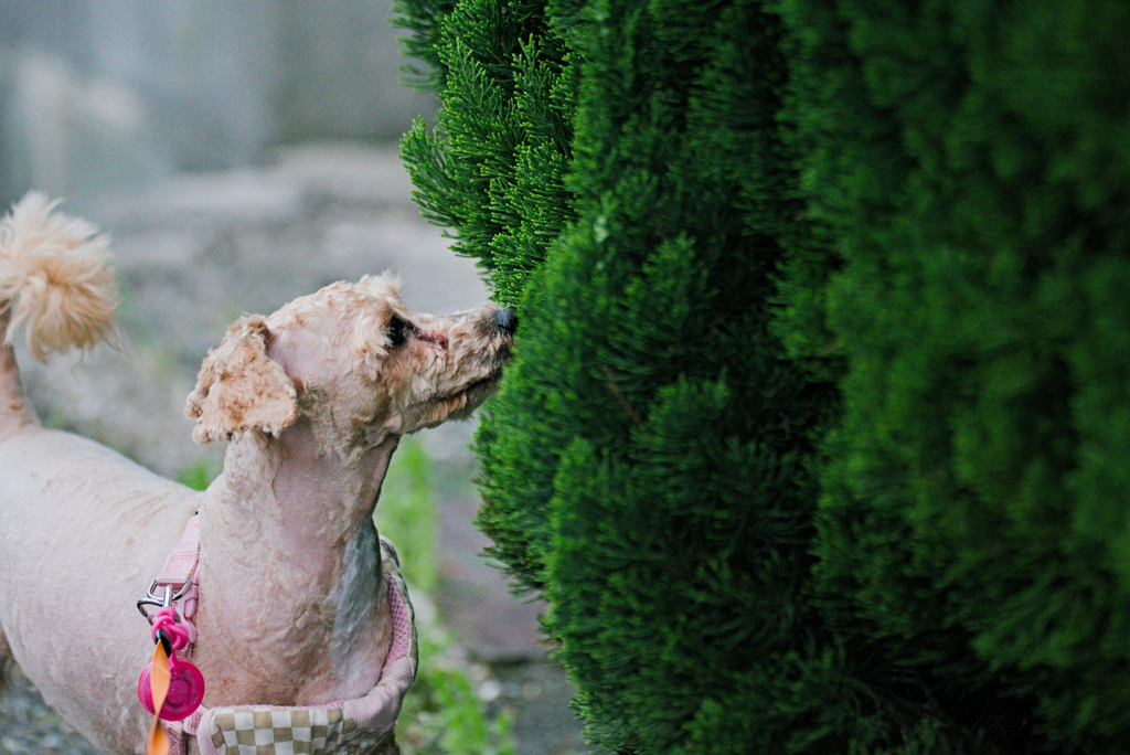 my pretty dog Ⅱ # 296