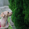 my pretty dog Ⅱ # 296