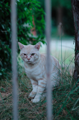 吾輩は猫である、ニャー # 521