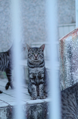 吾輩は猫である、ニャー # 520
