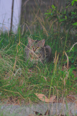 吾輩は猫である、ニャー # 405