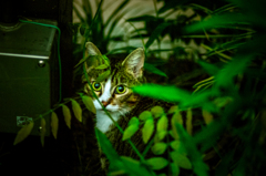 吾輩は猫である、ニャー # 25