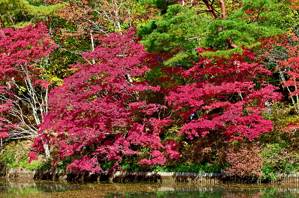紅葉三昧 '2019