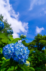 青空と青い紫陽花