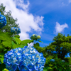 青空と青い紫陽花
