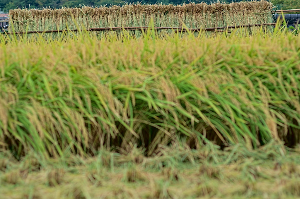 稲木干し
