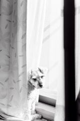 my pretty dog # 58