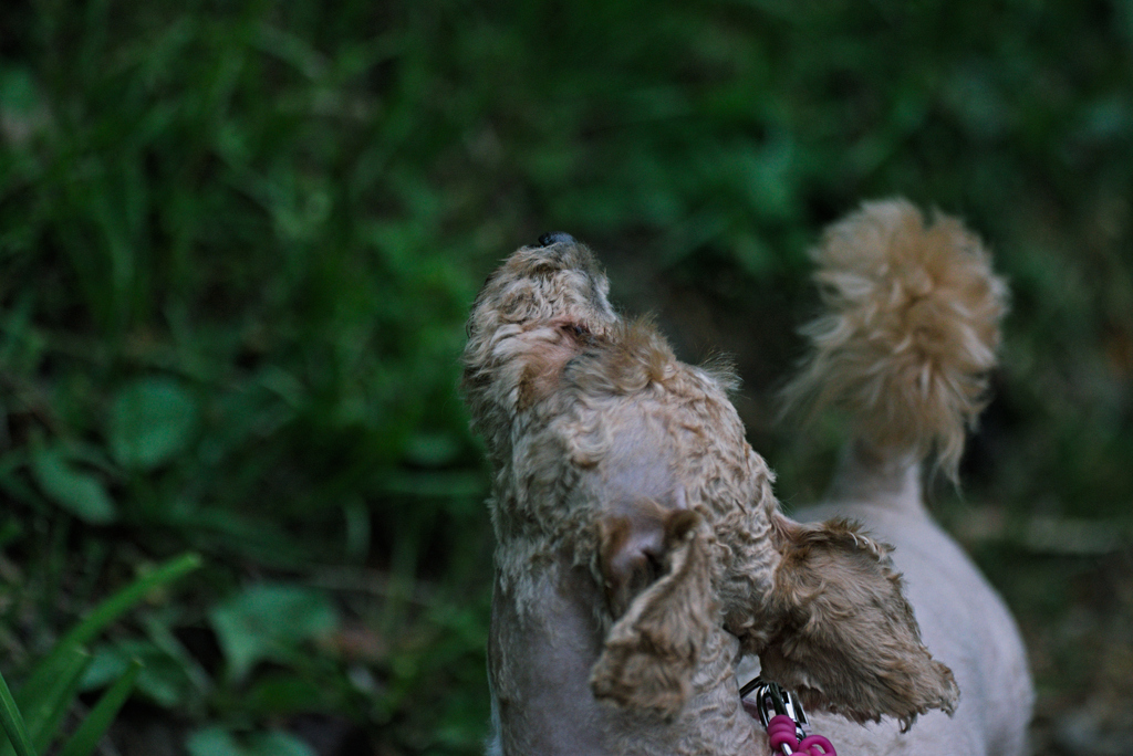 my pretty dog Ⅱ # 295