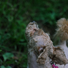 my pretty dog Ⅱ # 295