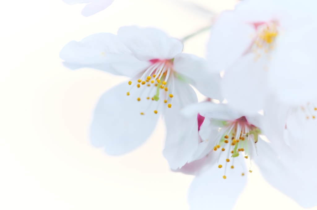 お散歩桜　#6