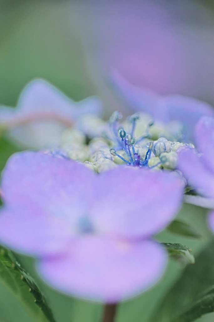 濡れた紫陽花