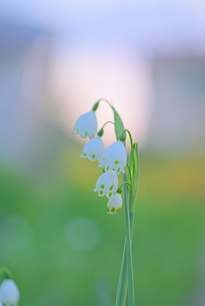 スノーフレーク