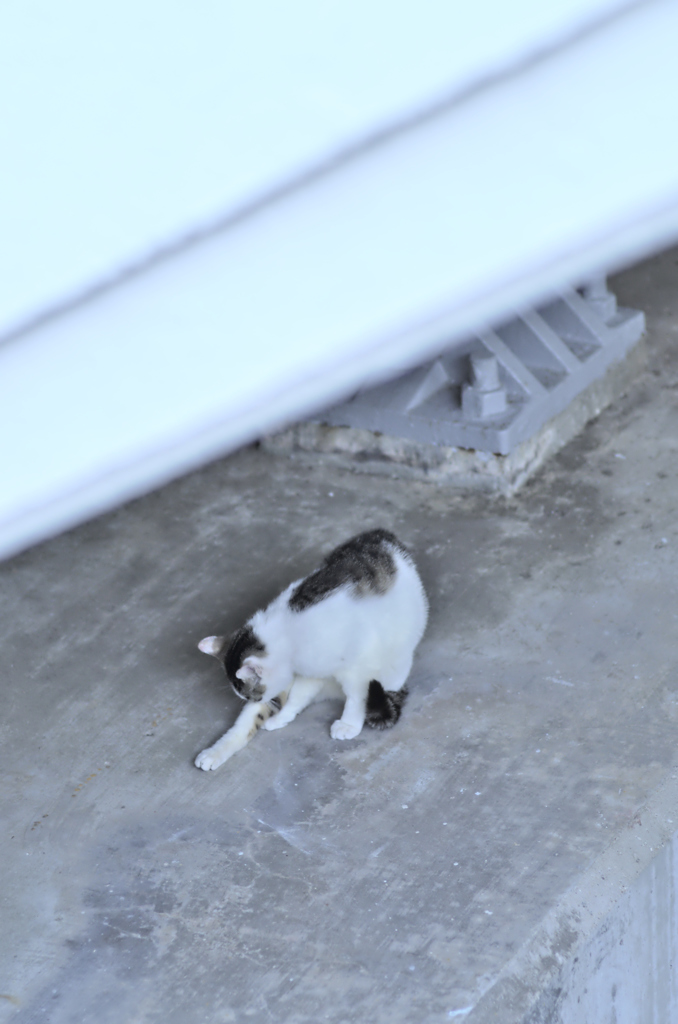 吾輩は猫である、ニャー # 215