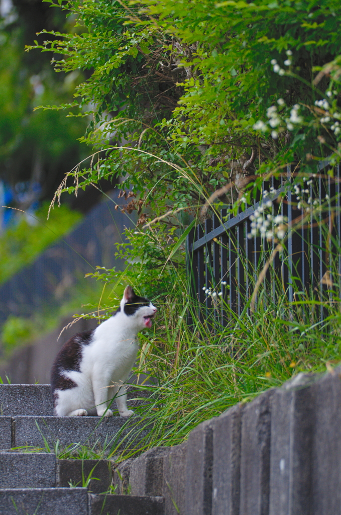 吾輩は猫である、ニャー # 755