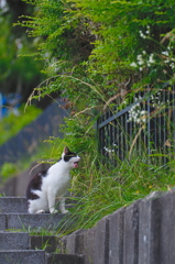 吾輩は猫である、ニャー # 755