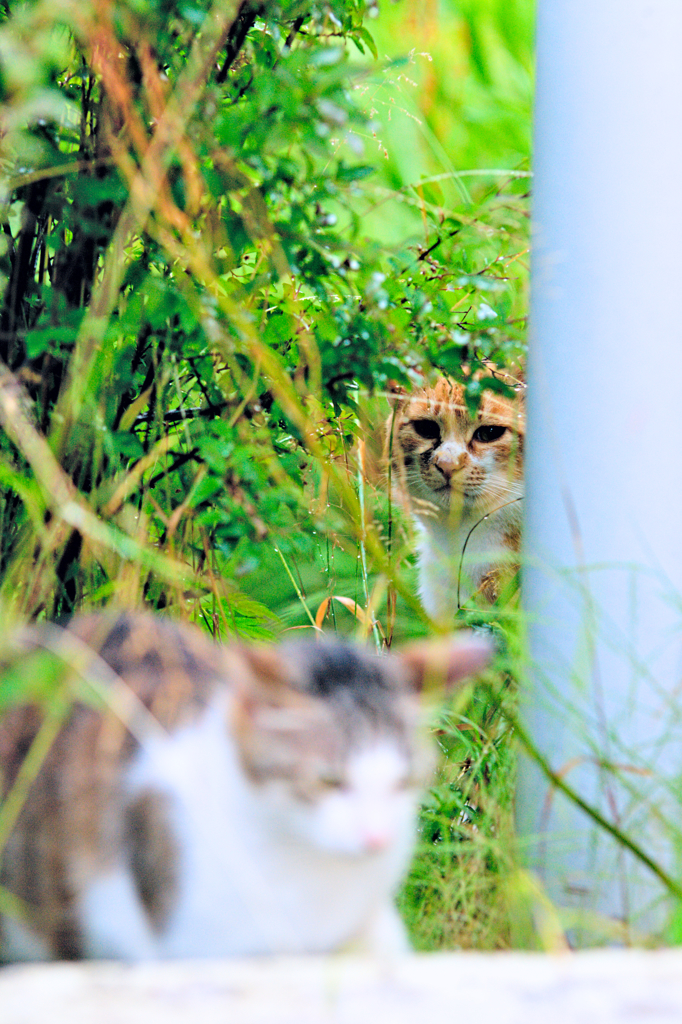 吾輩は猫である、ニャー # 336