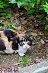 吾輩は猫である、ニャー # 793