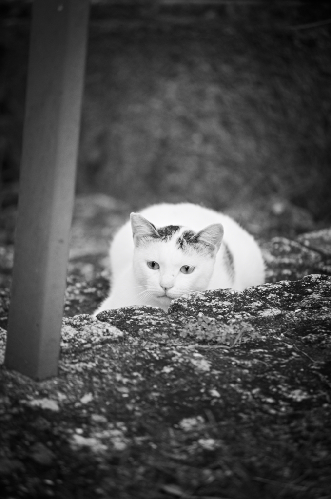 吾輩は猫である、ニャー # 836