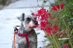 my pretty dog # 48