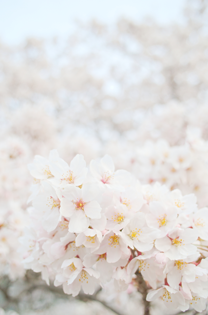 お散歩桜　#12