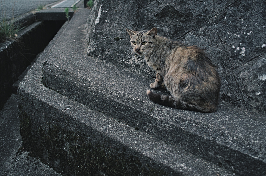 吾輩は猫である、ニャー # 1101