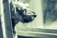 my pretty dog # 61