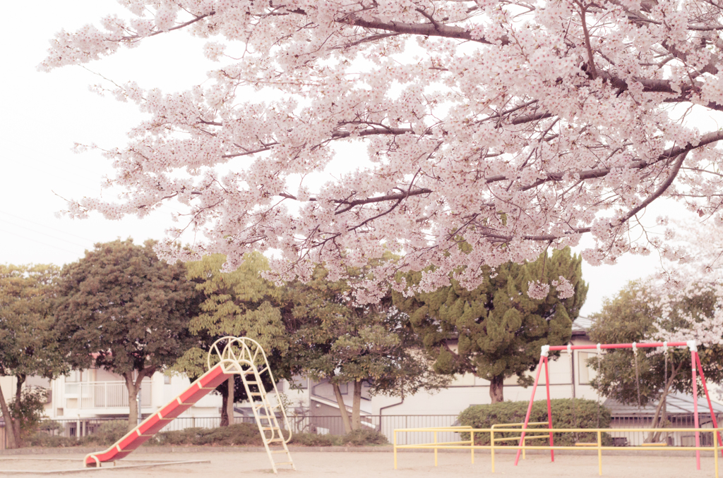 近所の桜　⑦