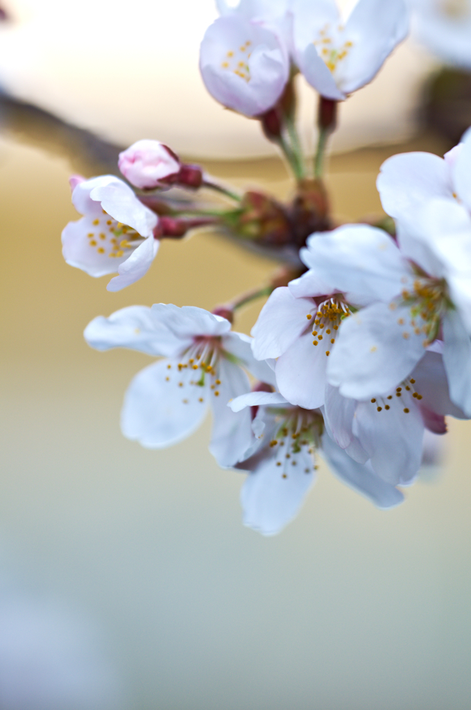 お散歩桜　#5
