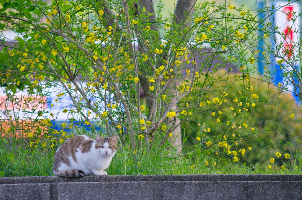吾輩は猫である、ニャー # 721