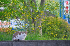 吾輩は猫である、ニャー # 721