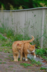 吾輩は猫である、ニャー # 712