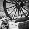 車輪と愛犬