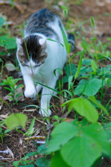 吾輩は猫である、ニャー # 665