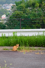 吾輩は猫である、ニャー # 872