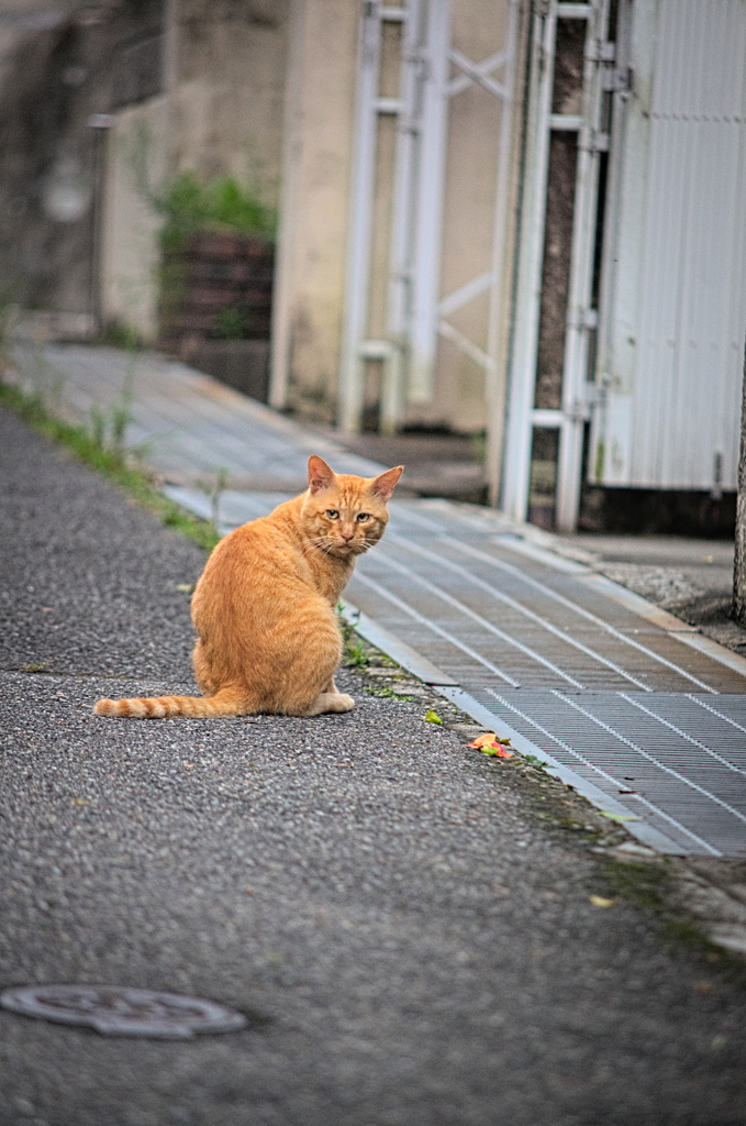 吾輩は猫である、ニャー # 893