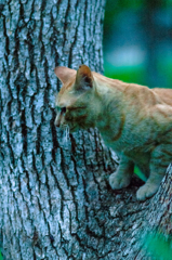 吾輩は猫である、ニャー # 48