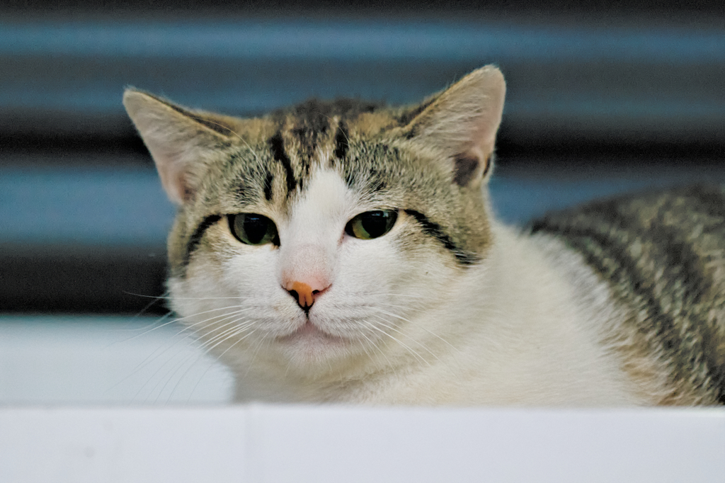 吾輩は猫である、ニャー # 293